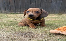 Miniature Dachshund dogs for sale: Almost ready to leave!Amazing Miniature Dachshunds in Doncaster - Image 8