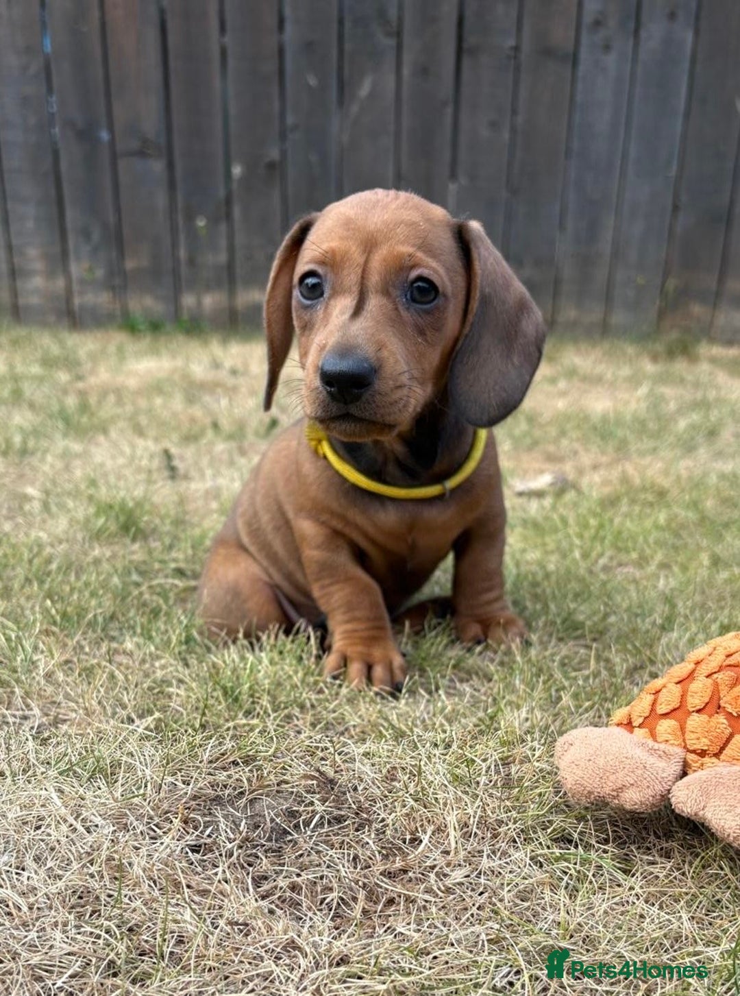 Miniature Dachshund dogs for sale: Almost ready to leave!Amazing Miniature Dachshunds in Doncaster - Image 8