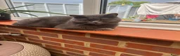 British Longhair cats for sale: Grey British longhair in Milton Keynes - Advert 1