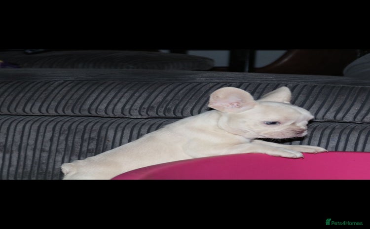 French Bulldog dogs - Advert 1