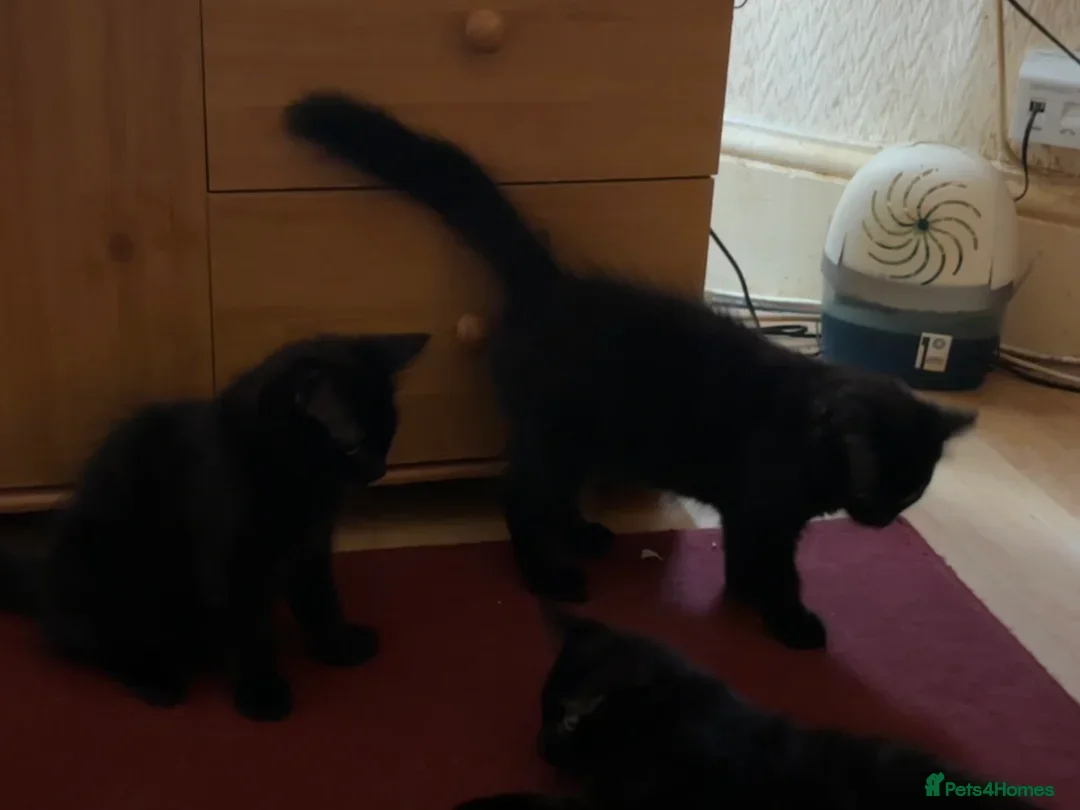 Mixed Breed cats for sale: £30 Three adorable kittens ready immediately  - Image 6
