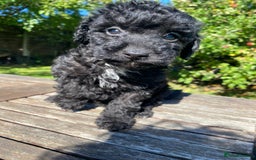 Miniature Poodle dogs for sale: Miniature poodle girls,ready now. - Image 5