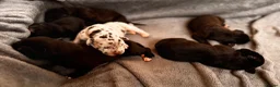 Great Dane dogs for sale: Stunning KC Registered champion bloodline Puppies - Advert 12