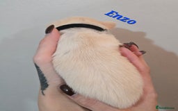 Mixed Breed dogs for sale: F1 Malchi puppys from health tested parents  - Image 15