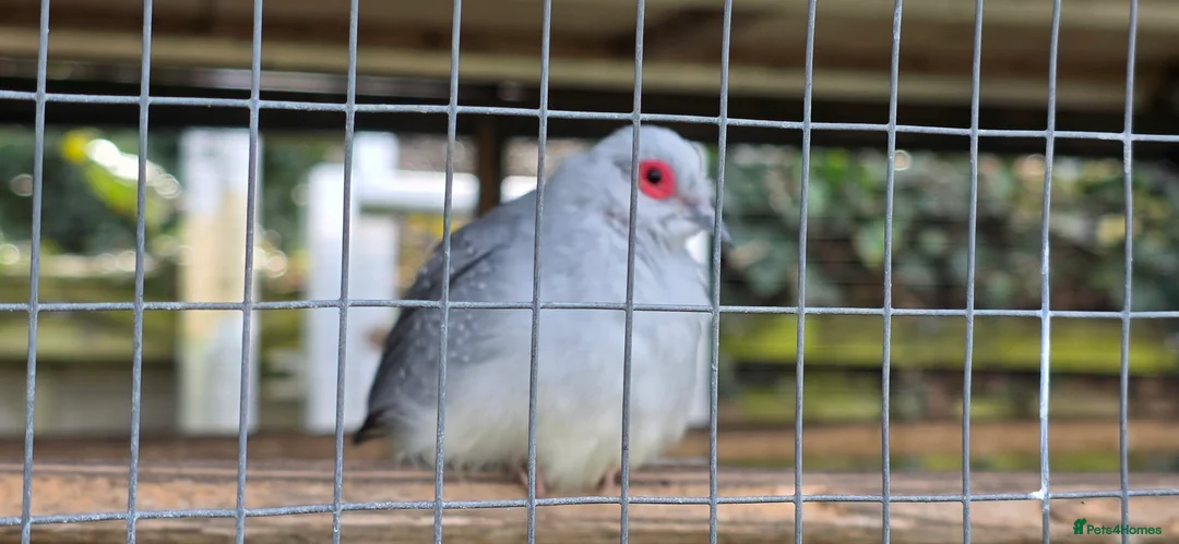 Doves birds for sale: Diamond doves - Advert 2