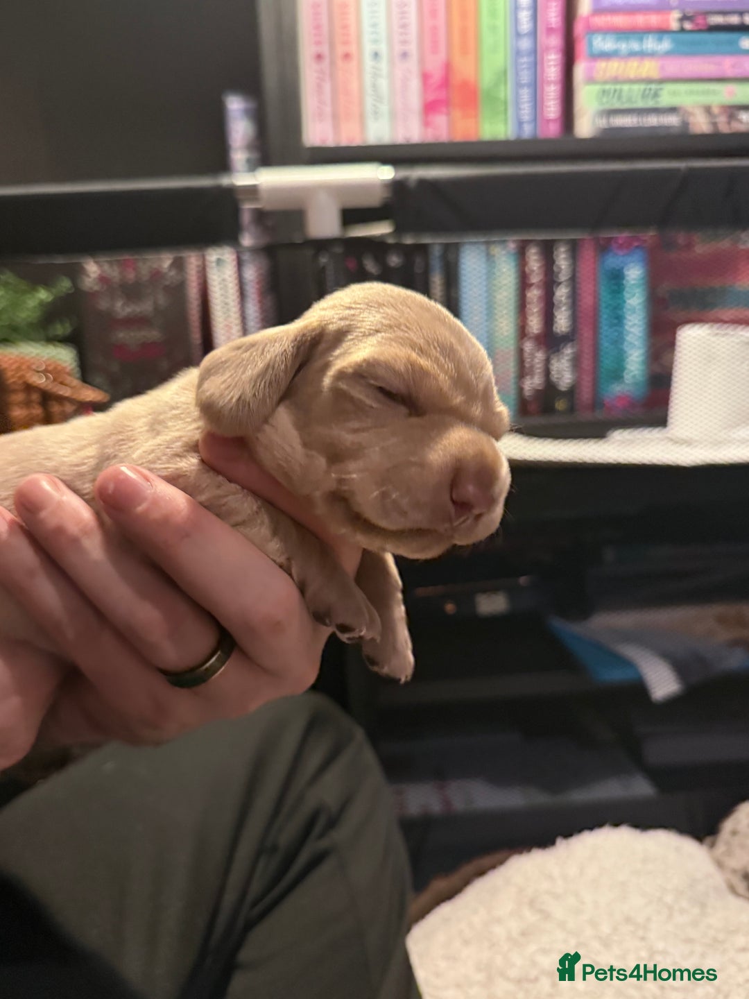 Mixed Breed dogs for sale: Adorable Daschund x spaniel pups  - Advert 19