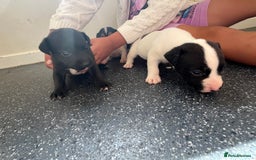 Jack Russell dogs for sale: 2 puppies for sales - Image 15
