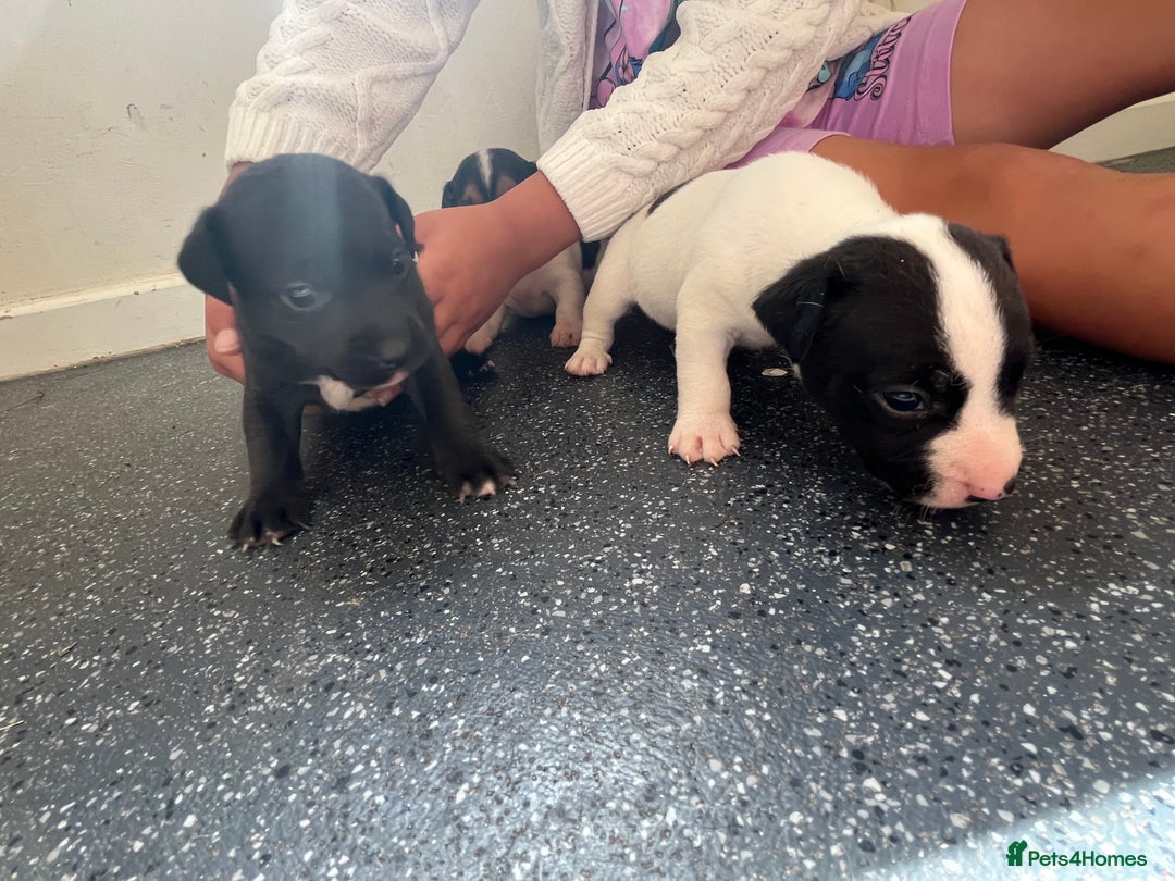 Jack Russell dogs for sale: 2 puppies for sales - Image 15