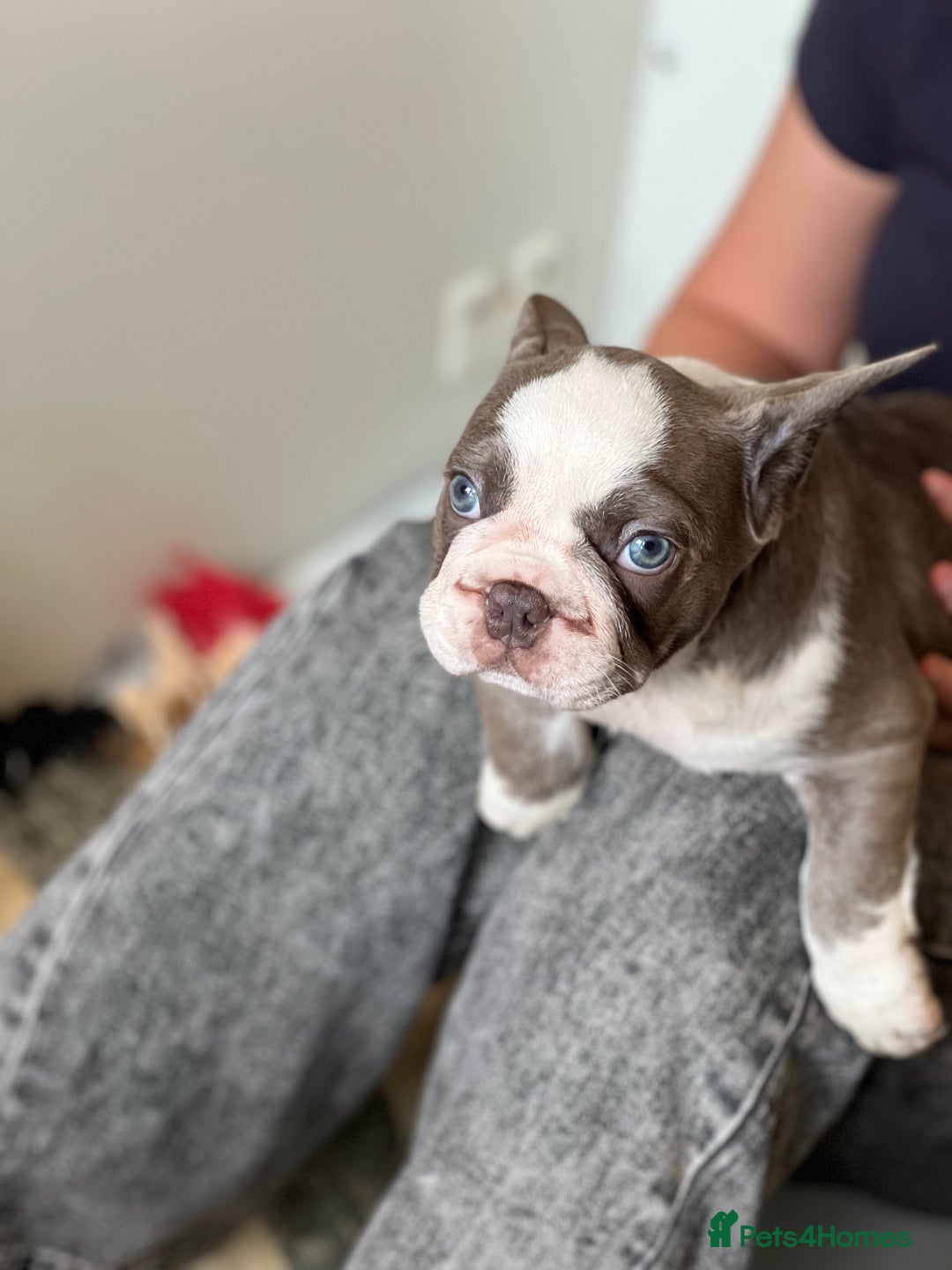 French Bulldog dogs for sale: French Bulldog Puppies  - Image 7