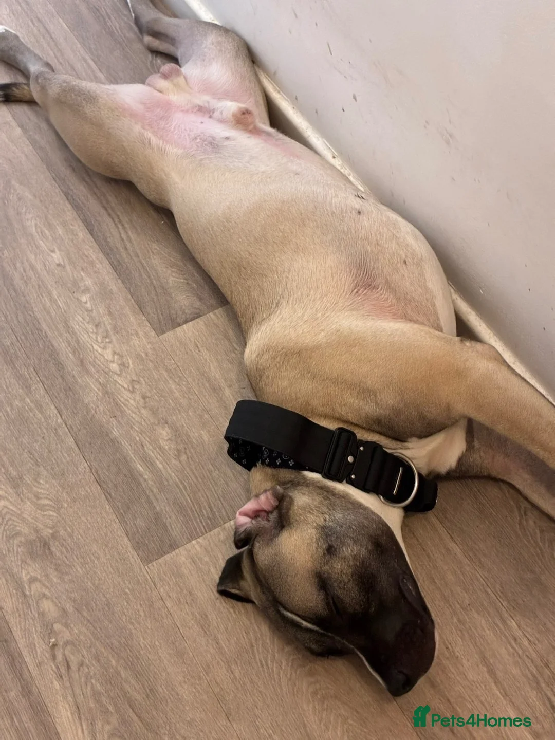 Mixed Breed dogs for sale: Looking for a home  in Hereford - Advert 8