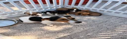 Jack Russell dogs for sale: Jack Russell puppies  - Advert 5