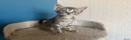 Mixed Breed cats for sale: Beautiful Bonded Tabby Boys – Reggie & Ronnie  - Advert 27