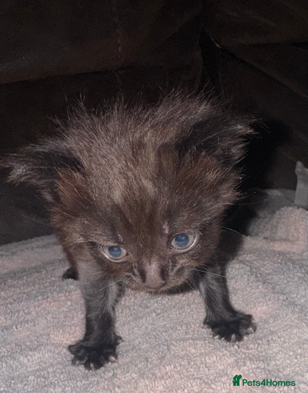 Mixed Breed cats for sale: 4 fluffy part Maine coon kittens  - Image 8