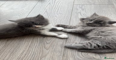 British Longhair cats - Advert 15