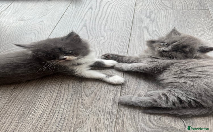 British Longhair cats - Advert 2