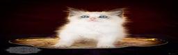 Ragdoll cats for sale: Ragdoll Bicolor Kitten Boy LRCA TICA - Advert 2