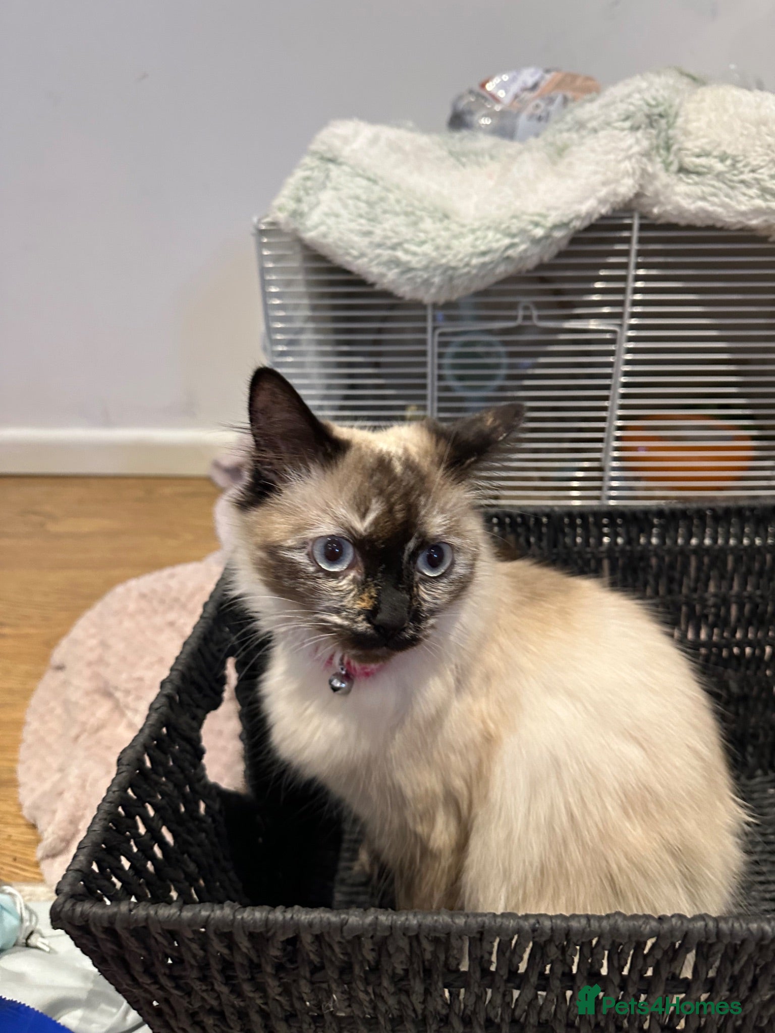 Ragdoll cats Ragdoll kittens for sale🎀 - Advert 1