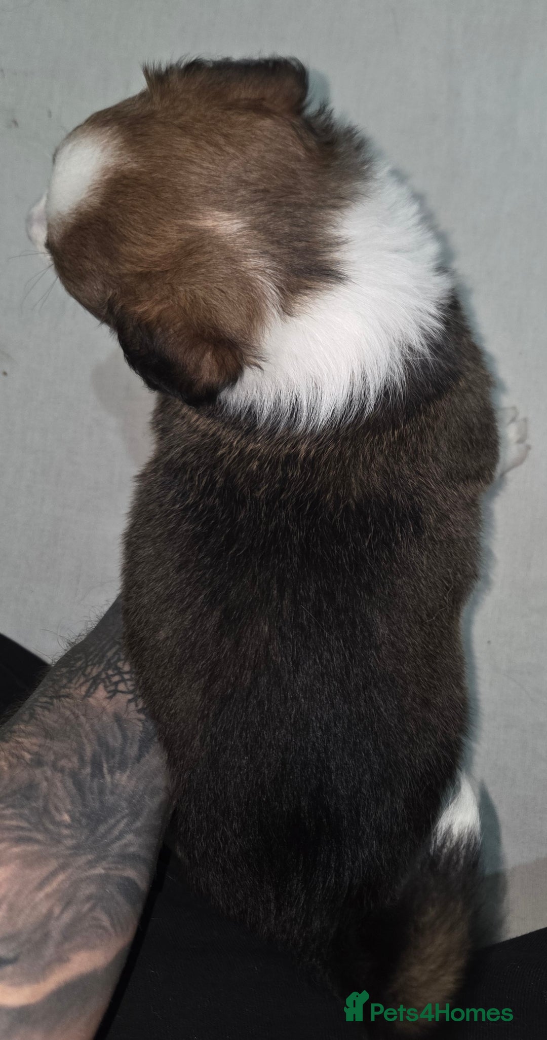 Border Collie dogs for sale: Beautiful tri colour border collie pups  - Advert 11