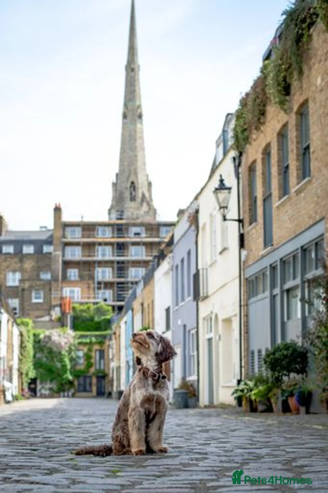 Cockapoo dogs for stud: Ross  - Advert 2