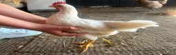 Chickens poultry for sale: 11 week old young chickens - Advert 8