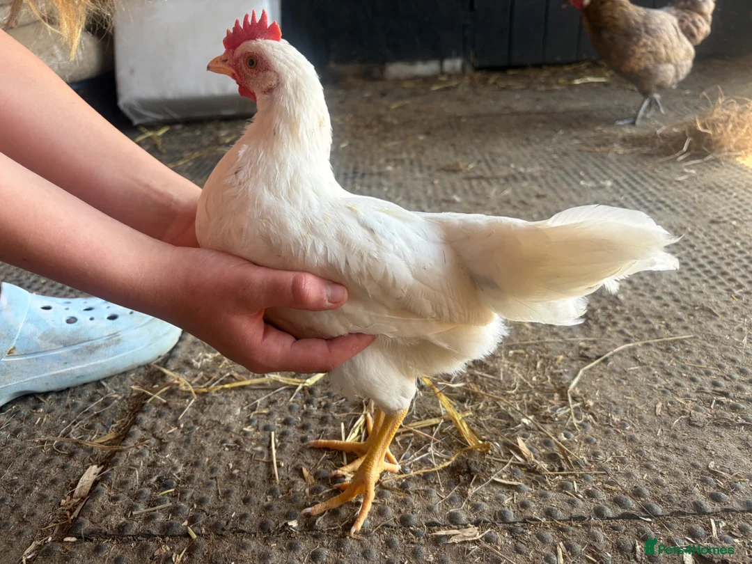 Chickens poultry for sale: 11 week old young chickens - Advert 8