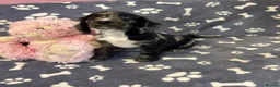 Cocker Spaniel dogs for sale: Gorgeous and very unique puppies - Advert 3