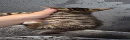 Bengal cats for sale: 🐾 Beautiful Bengal Cross Kittens 🐾 - Advert 13