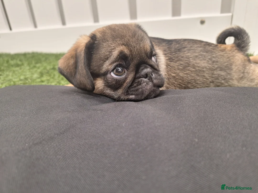 Pug dogs for sale: Rare panda pugs - Advert 6