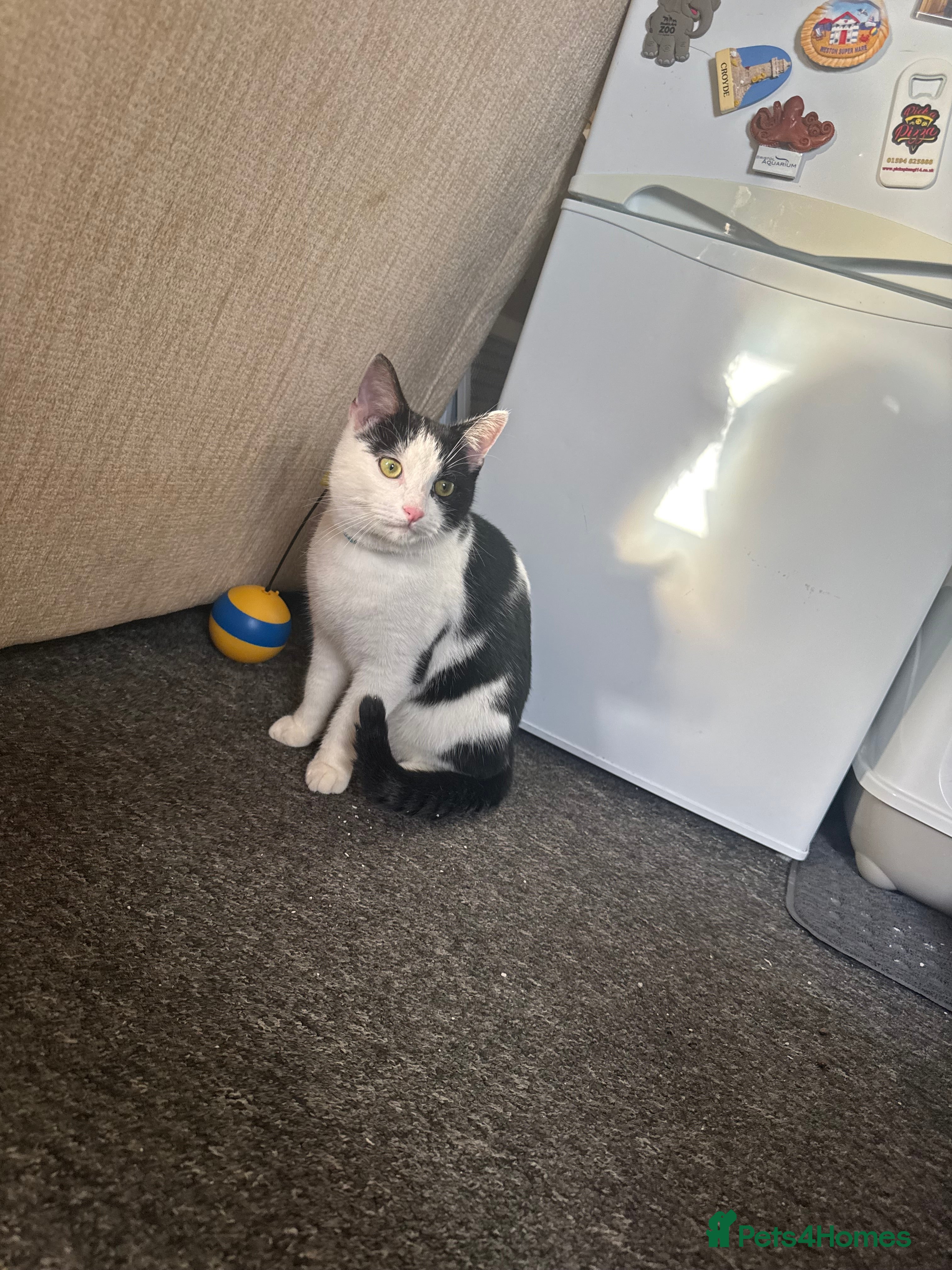 Mixed Breed cats 7 month male kitten for rehoming  - Advert 1