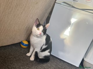 Mixed Breed cats 7 month male kitten for rehoming - Advert 1