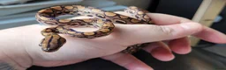 Corn Snake reptiles for sale: 4 x Snakes & Full Setups  - Advert 7