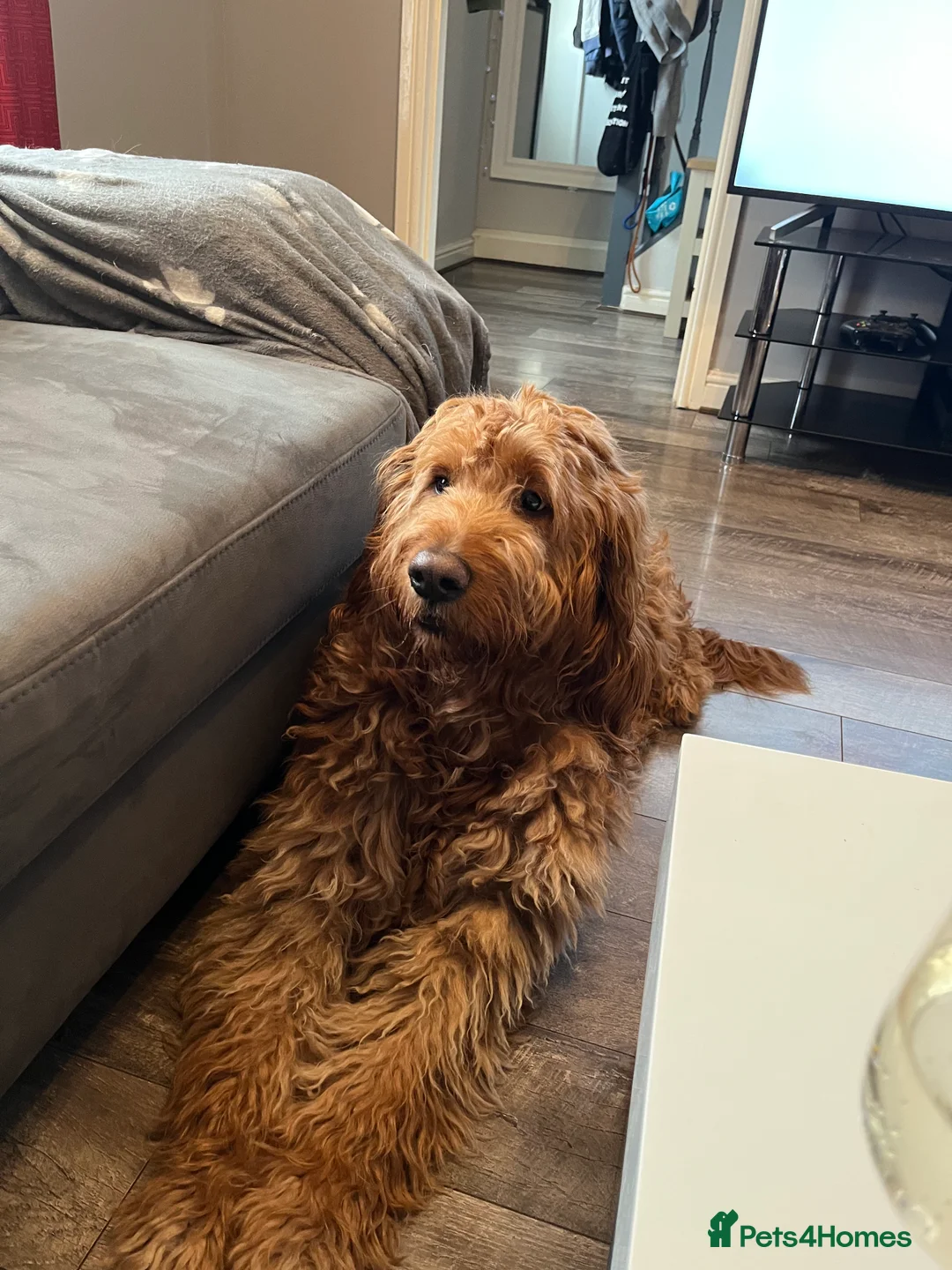 Goldendoodle dogs for stud: Gorgeous F1 Goldendoodle for Stud in Derby - Advert 17
