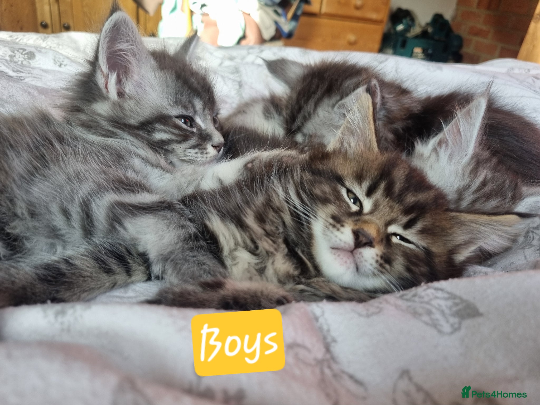 Maine Coon cats Maine Coon Kittens  - Advert 1