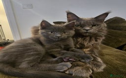 Maine Coon cats for sale: Stunning mainecoon/bsh kittens - Image 4