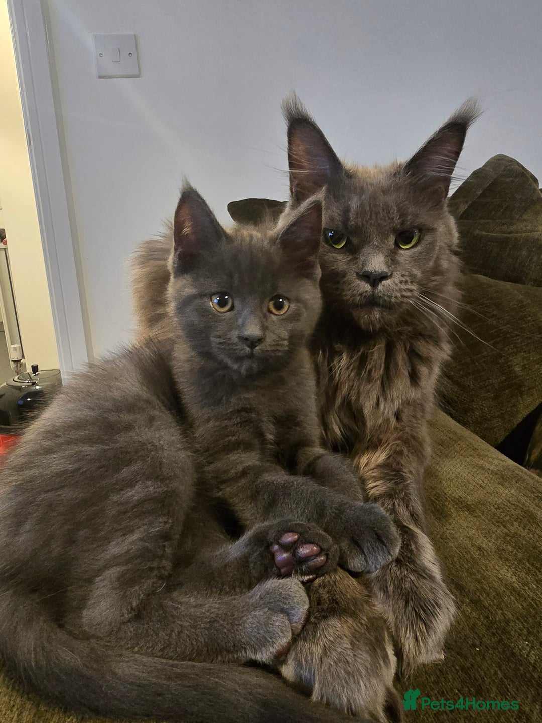 Maine Coon cats for sale: Stunning mainecoon/bsh kittens - Image 4