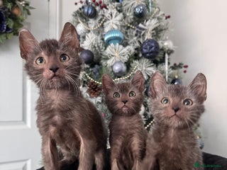 Lykoi cats Adorable Lykoi Kittens - Advert 1