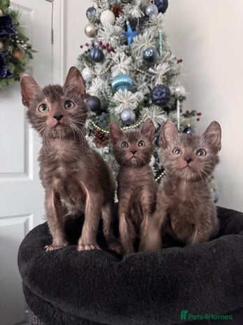 Lykoi cats Adorable Lykoi Kittens - Advert 1