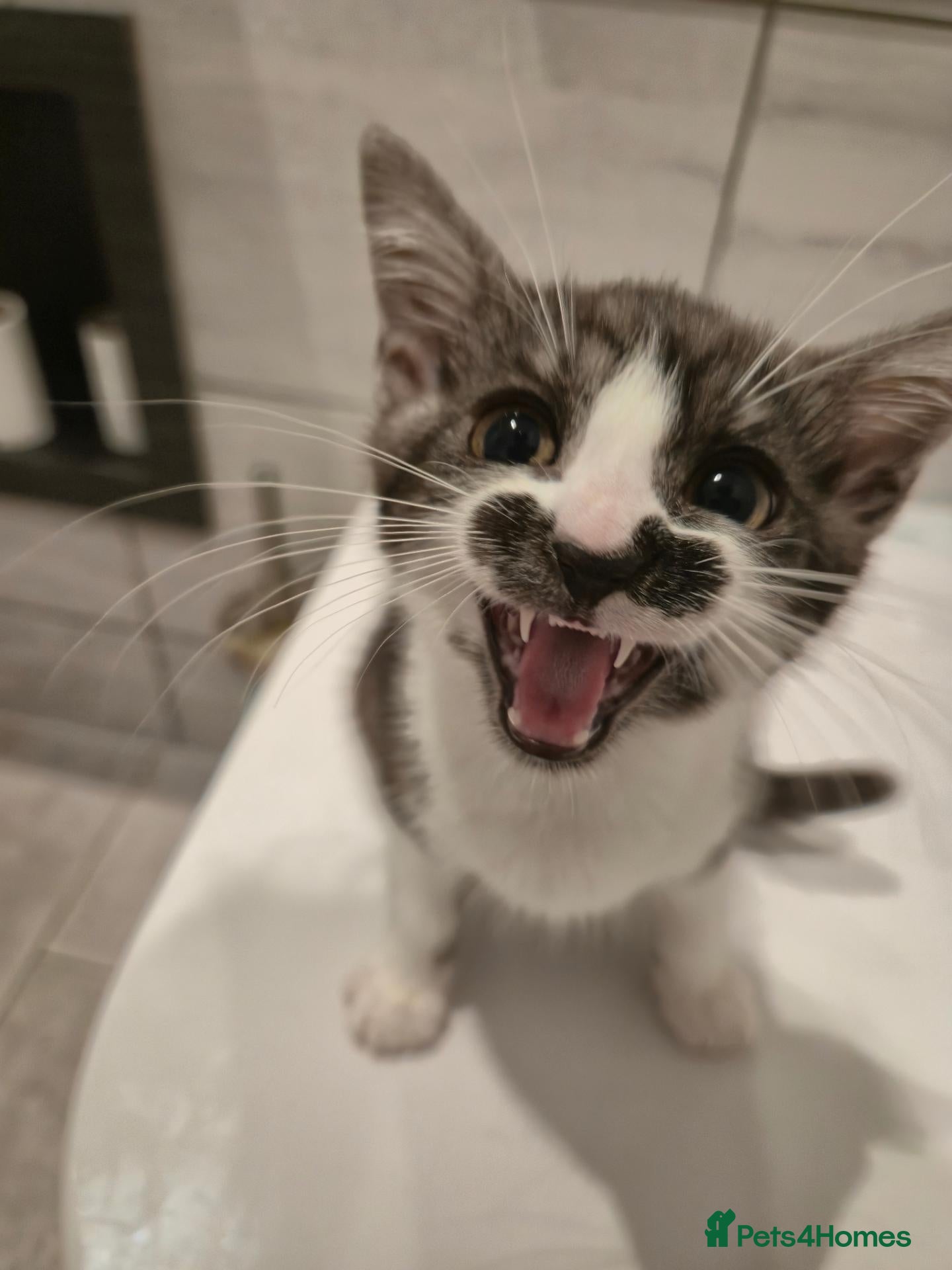 Mixed Breed cats (AVAILABLE) **  text in WhatsApp if want - Advert 1