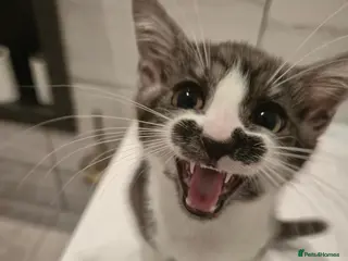 Mixed Breed cats (AVAILABLE) ** text in WhatsApp if want - Advert 1