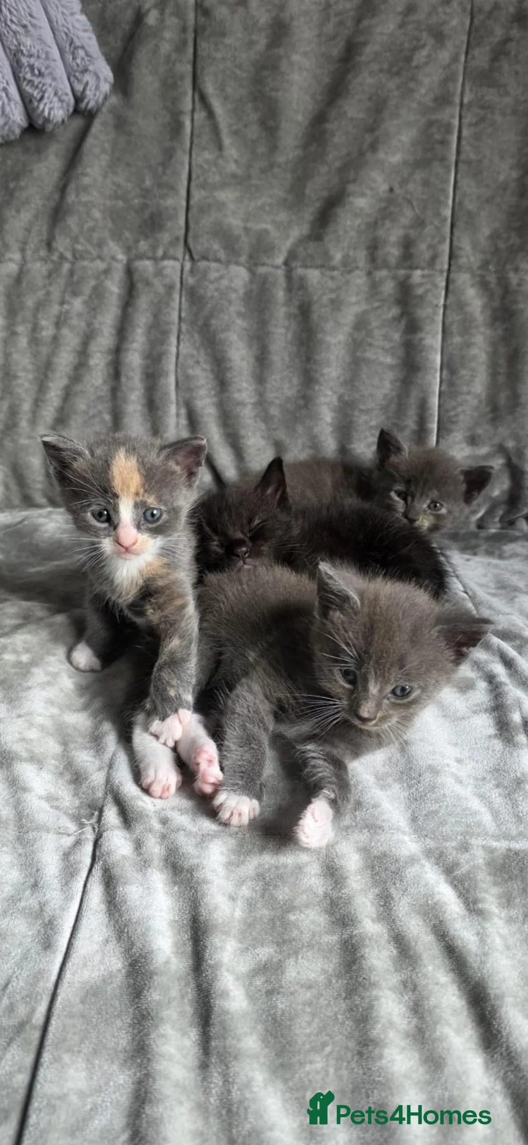Maine Coon cats for sale: Maine Coon cross kittens in Doncaster - Advert 9