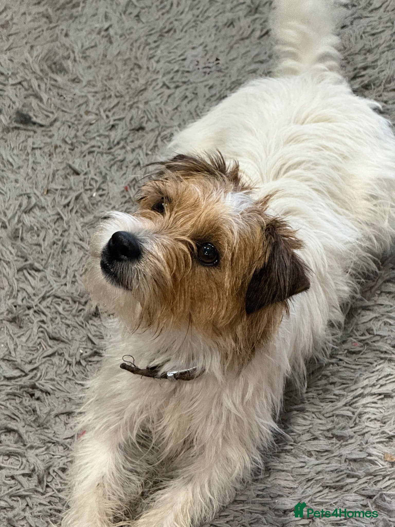 Parson Russell dogs Beautiful Parson Russell Terrier Girl - Advert 4