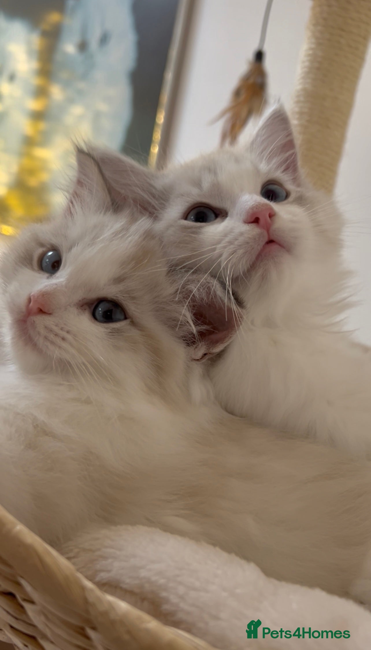 Ragdoll cats GCCF Registered. Grand Champion Bloodlines. - Advert 10