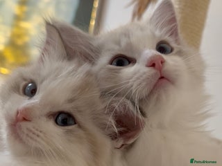 Ragdoll cats GCCF Registered. Grand Champion Bloodlines. - Advert 13