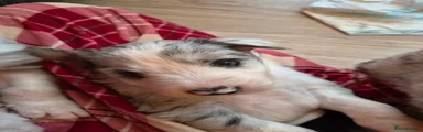 Blue eyed blue merle beardie border x boy 