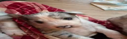Mixed Breed dogs for sale: Beardie border x puppies - Advert 16