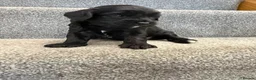 Cavapoo dogs for sale: Cavapoo puppies f1  - Advert 29