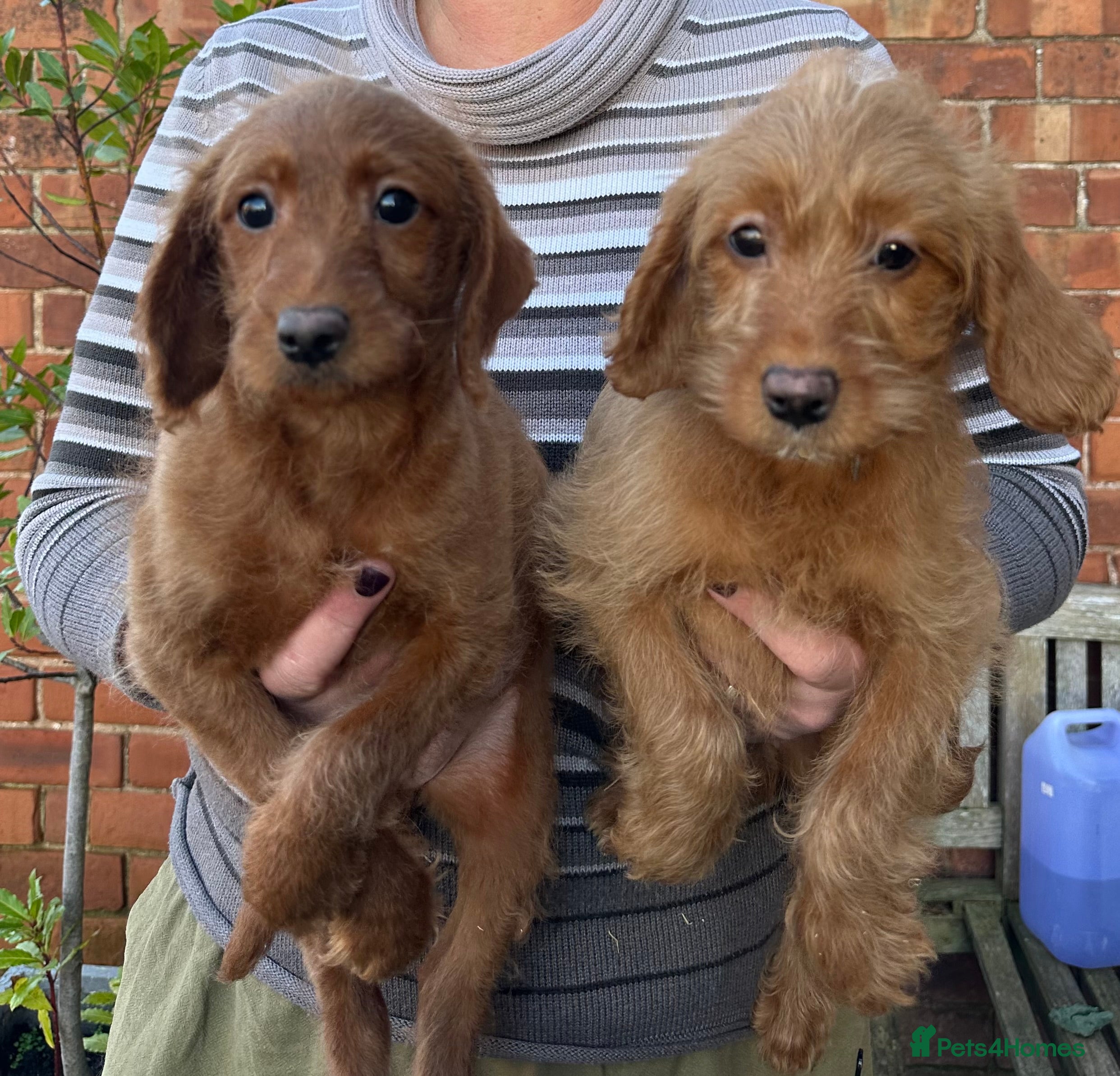 Labradoodle dogs Quality F1b Deep Red Miniature Labradoodles  - Advert 3