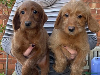 Labradoodle dogs Quality F1b Deep Red Miniature Labradoodles - Advert 6