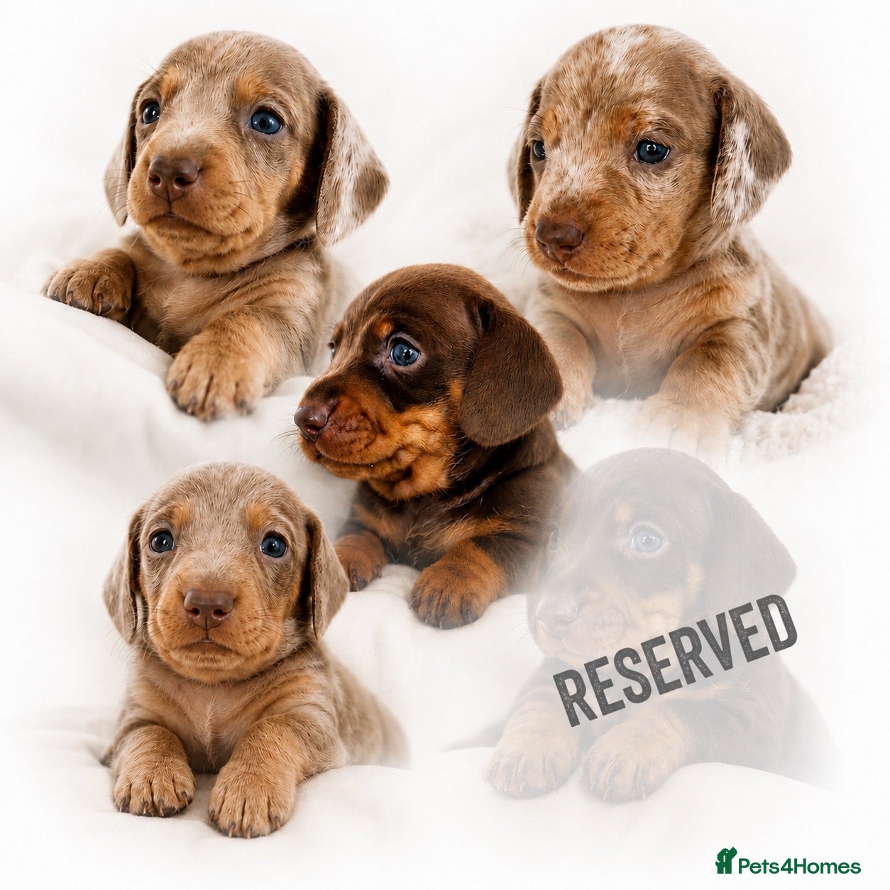 Miniature Dachshund dogs 🐾 Beautiful KC mini dachshund pups ready 25/07  - Advert 8