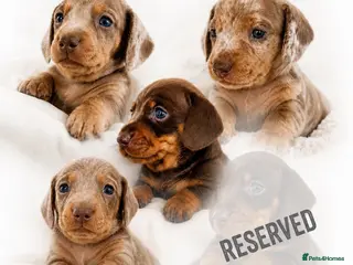 Miniature Dachshund dogs 🐾 Beautiful KC mini dachshund pups ready 25/07 - Advert 8